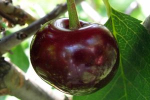 A Melitopol desszert cseresznyefajta leírása és jellemzői, ültetés és gondozás