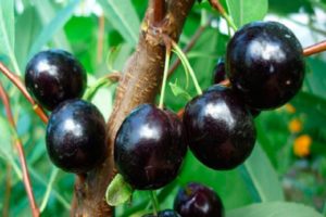 Paglalarawan ng cherry-cherry hybrid Nochka, mga katangian at rehiyon ng paglilinang ng duke