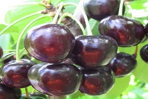 fruttificazione in ciliegia
