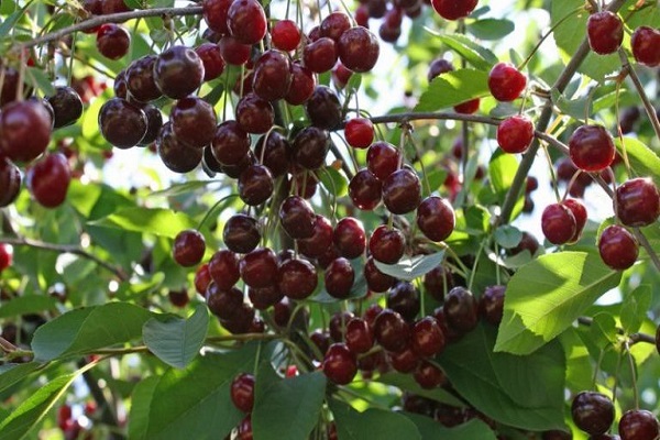many berries