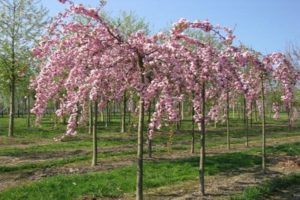 Japon ince kesilmiş kiraz sakurasının tanımı ve çeşitleri, yetiştiriciliği ve bakımının özellikleri