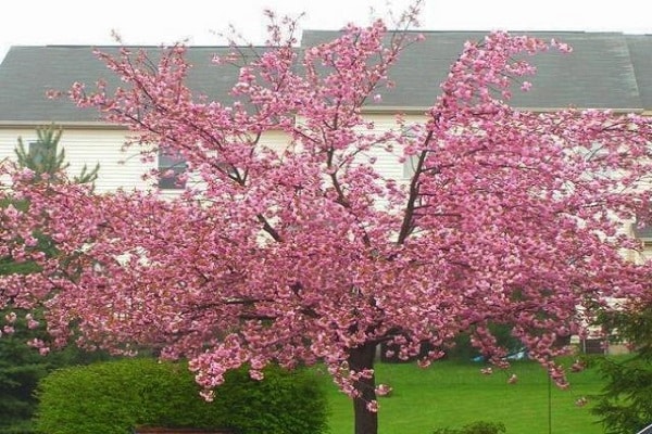 fiore di ciliegio del giardino