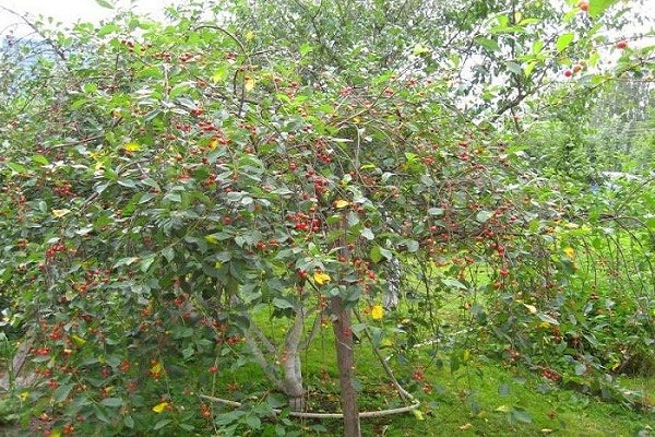 polinización de cerezas