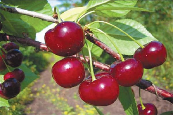 kirsebær shubinka