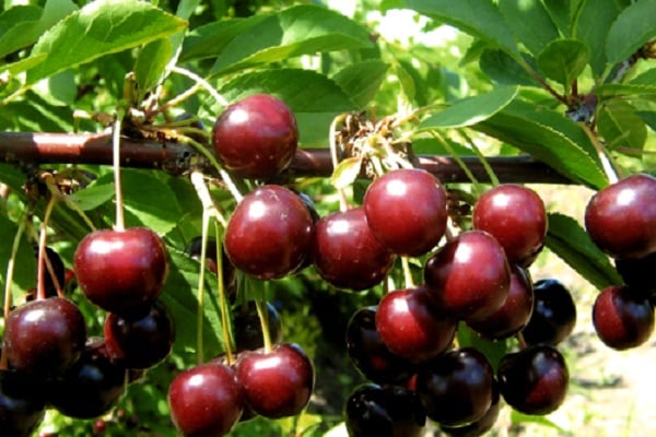 tamaris cherry