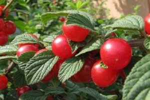 Beskrivelse af Tamaris kirsebærsorten, egenskaber ved frugtning og udbytte