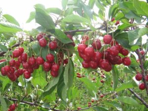 Egenskaber og beskrivelse af Dobraya kirsebærsorter, fordele og ulemper