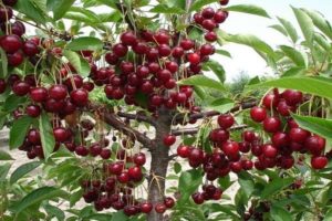 Características de la variedad de cereza Turgenevka, descripción de plantación y cuidado y polinizadores.