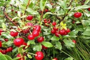 Opis odmiany wiśni Uralskaya Chereshenka, regiony uprawy, sadzenia i pielęgnacji