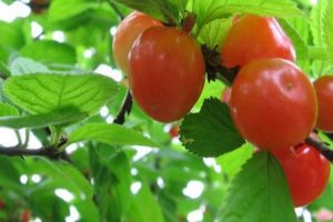 Descrizione delle ciliegie ghiandolari decorative e regole di semina e cura, riproduzione