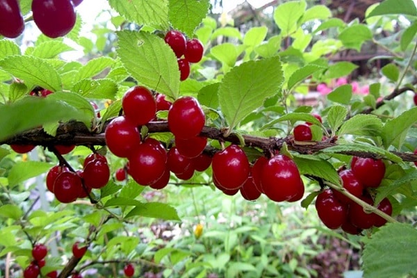 červené ovocie