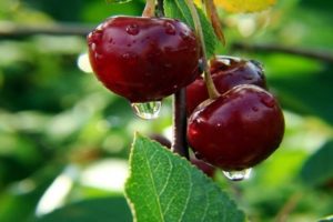 Descripción de la variedad de cereza Zhukovskaya, características de fructificación, rendimiento y cultivo.