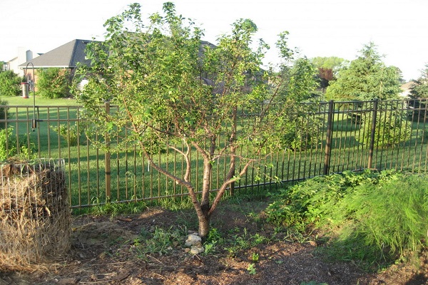 Obstbaum