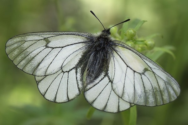 Mariposa espino