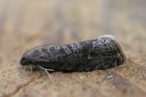plum moth