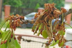 Cómo tratar las cerezas de las plagas en primavera y otoño, métodos de control y protección.