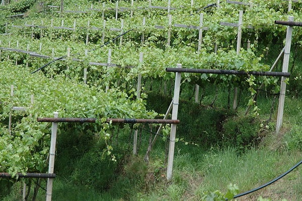 uprawiać winogrona