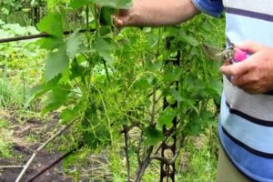 Hur man odlar druvor ordentligt i det öppna fältet i mittbanan och tips för plantering och vård för nybörjare