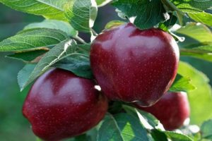 Opis odrody jabĺk Čierny princ a Johnaprince, užitočné vlastnosti a história
