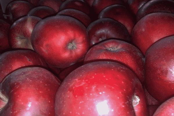 zbiory jabłek