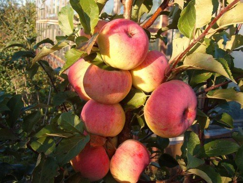 æble træ orlovsky pioner