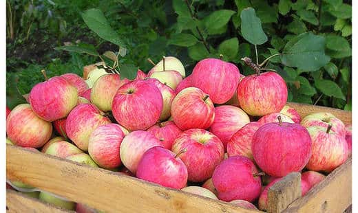 Persian apple tree