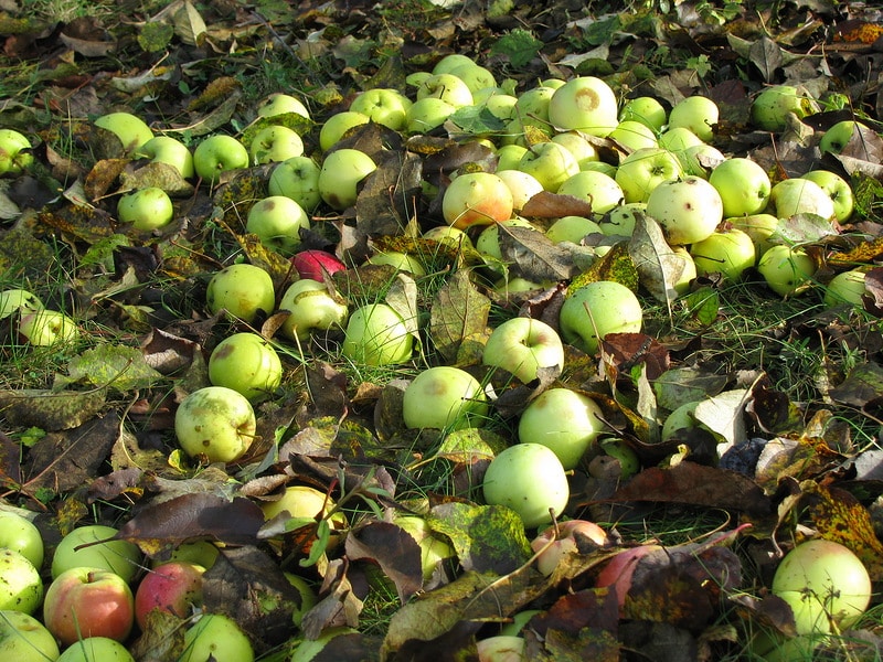 fallande äpplen