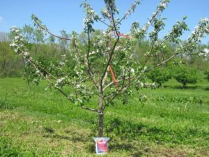 Hvorfor æbletræet måske ikke bærer frugt efter blomstring, og hvad de skal gøre, hvis der ikke er æggestokke