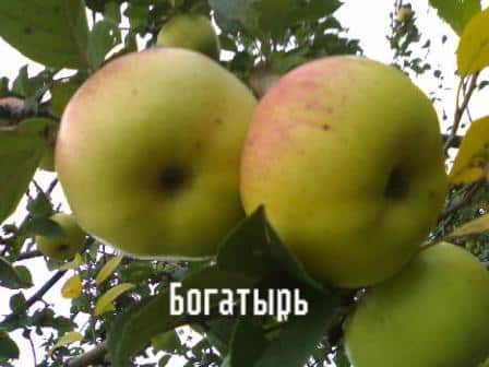 ฮีโร่ต้นไม้แอปเปิ้ล