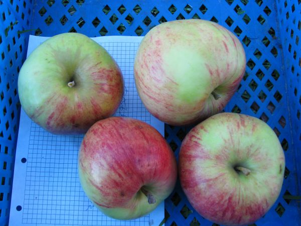 æble træ tatianas dag