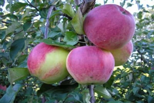elma ağacı aelita