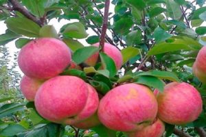 Beskrivning av äppelsorten Aelita, egenskaper för frostbeständighet och växande regioner