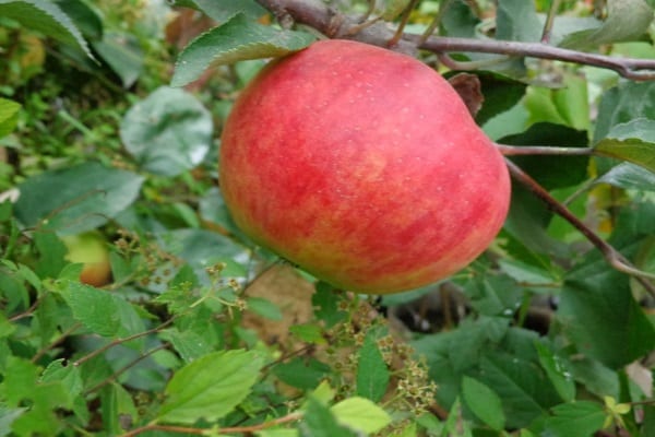 cây táo