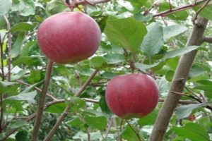 Χαρακτηριστικά και περιγραφή της ποικιλίας μήλου Aprelskoe, περιοχές καλλιέργειας και ανθεκτικότητας σε ασθένειες