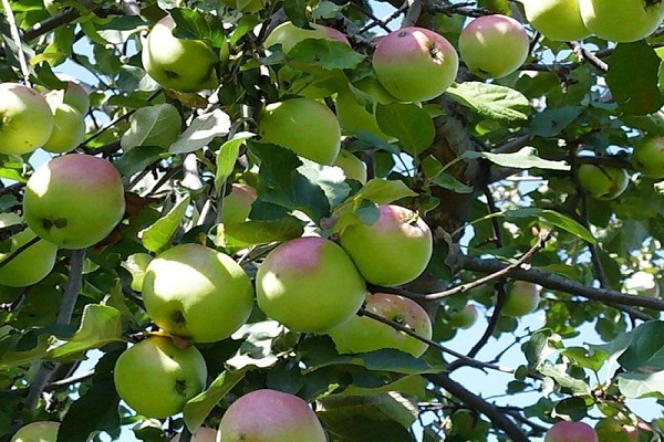 æble træ bedstemor
