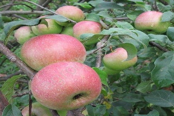fruktträd