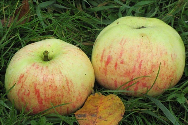 pieauguša ābele