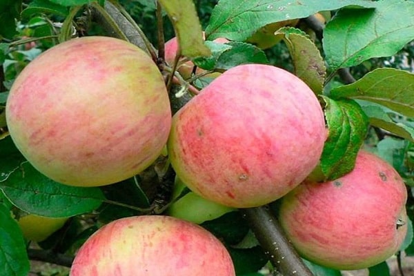 Äppelträd Östersjön
