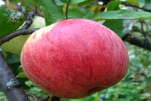Beschrijving van de appelvariëteit Celandine en kenmerken, productiviteit en voordelen