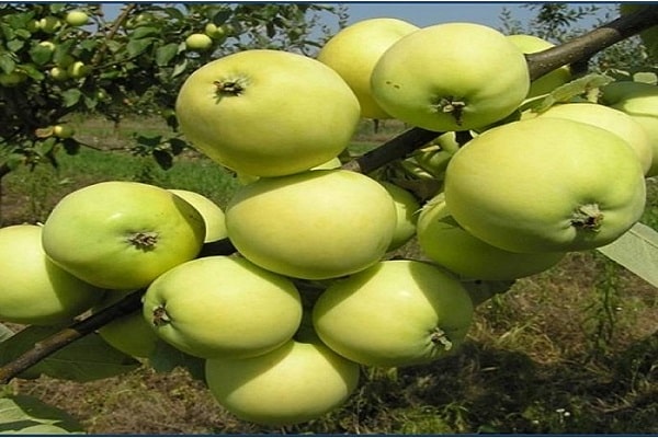 prskati stablo jabuke