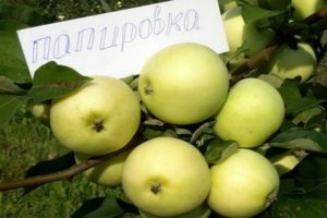 وصف صنف التفاح ابنة Papirovka وخصائص زراعته ، تاريخ الاختيار