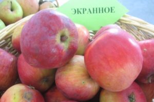 Descrizione della varietà e delle caratteristiche del melo Schermo, resistenza al gelo e resa