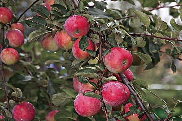 Obuolių medžio atsparumas šalčiui