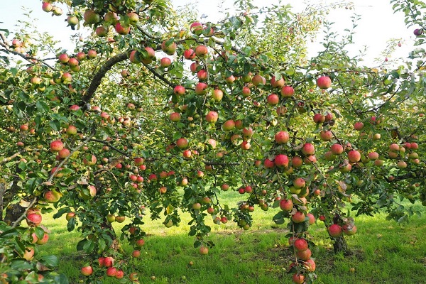 Apfelbäume mit halber Ernte