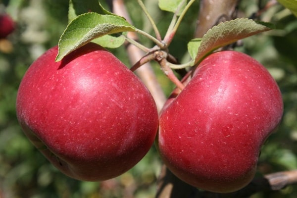 Apfel Unternehmen