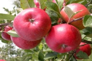 Uzņēmuma ābolu šķirnes un ražas, augšanas reģionu un ziemcietības apraksts
