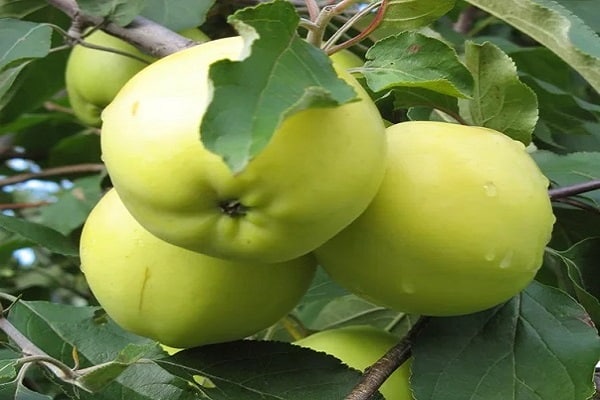 јабуке