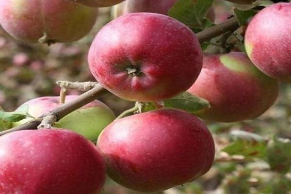 apple tree is resistant