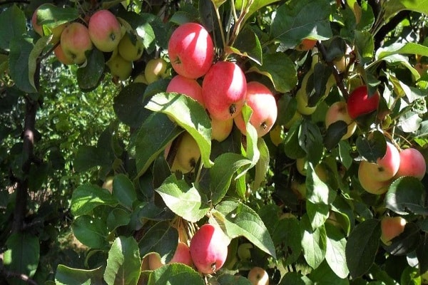 fruit harvest