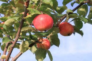 Gornoaltayskaya ābolu šķirnes apraksts, audzēšanas īpatnības un selekcijas vēsture